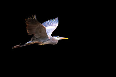 Gray heron flying against black background