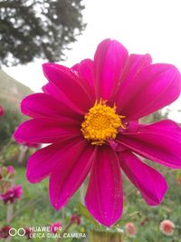 Close-up of pink flower blooming outdoors