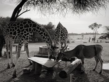 Giraffes and gazelle feeding at the field