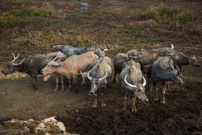 Group of buffalo