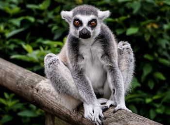 Portrait of ring-tailed lemur sitting on fence
