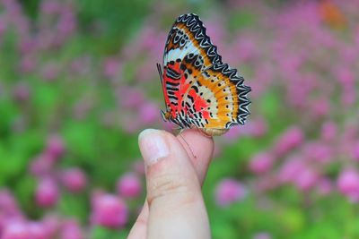 Close-up of butterfly on hand