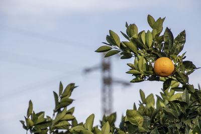 Close-up of fruits growing on tree