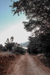Dirt road amidst trees against sky
