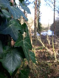 Close-up of plant