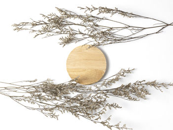 Close-up of plant against white background
