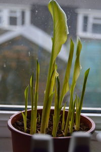 Close-up of potted plant