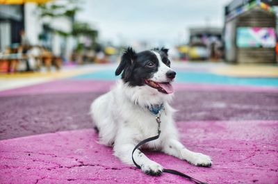 Close-up of dog looking away while sitting on road