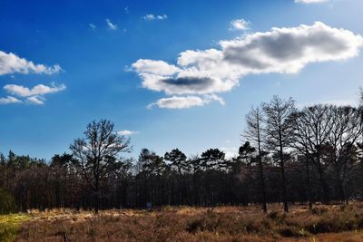 Trees on field against sky