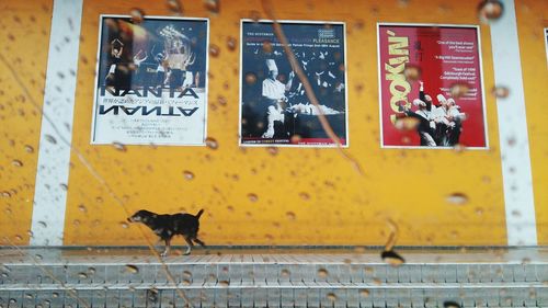 Cat on brick wall