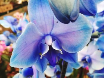 Close-up of fresh flower blooming outdoors