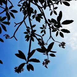 Low angle view of flower tree against sky