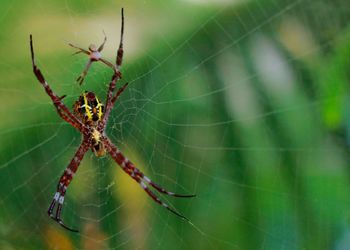 Close-up of spider on web