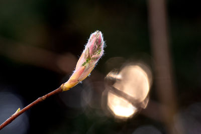 Close-up of flowering plant