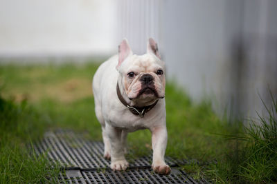 Portrait of a dog