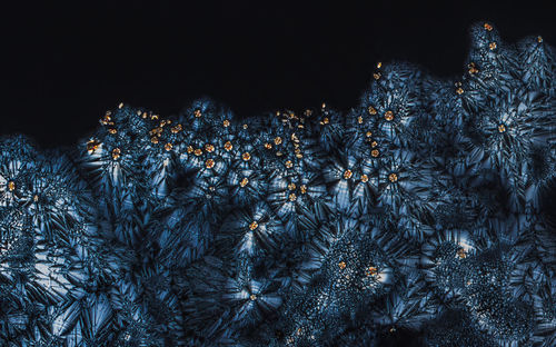 Low angle view of illuminated tree against sky at night