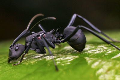 Close-up of dead ant on leaf