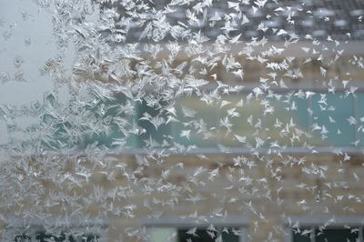 Close-up of snowflakes on glass window