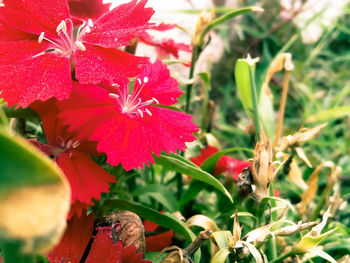 Close-up of pink flowers