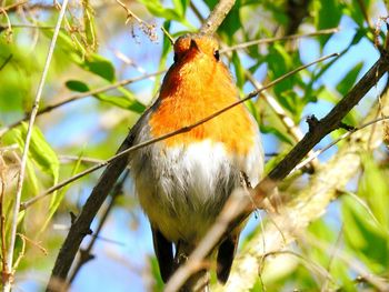 Low angle view of bird perching on tree