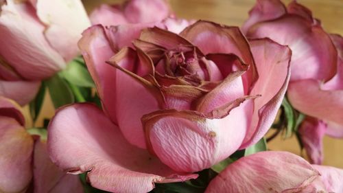 Close-up of pink roses