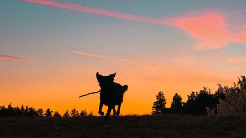 Silhouette dog on field against sky during sunset