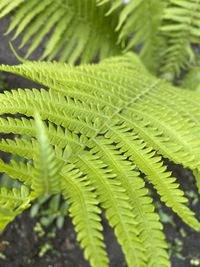 Close-up of fern leaves