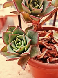 Close-up of succulent plants