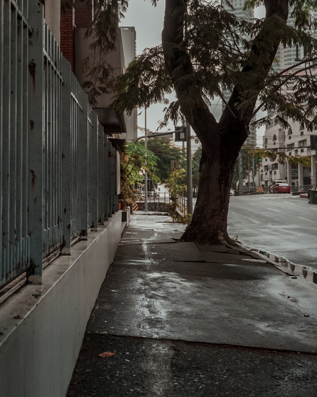 STREET AMIDST TREES AND BUILDINGS