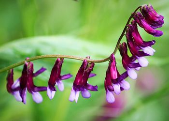 Close-up of purple flowers