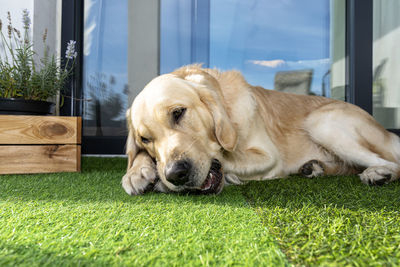 A young male golden retriever is eating a bone outside in front a patio window on artificial grass.