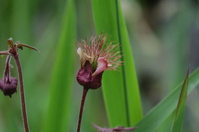 Close-up of red flowering plant