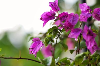 Close-up of pink flowering plant