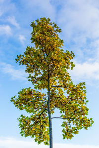 Low angle view of tree against sky