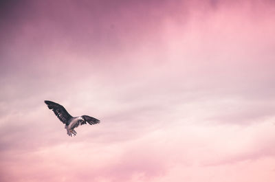 Low angle view of bird flying