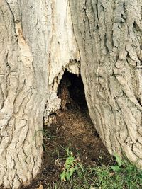 Close-up of tree trunk