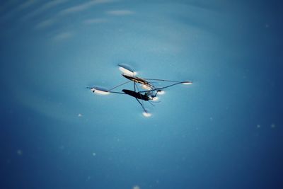 High angle view of horse in sea