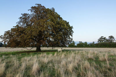 Trees on field against clear sky
