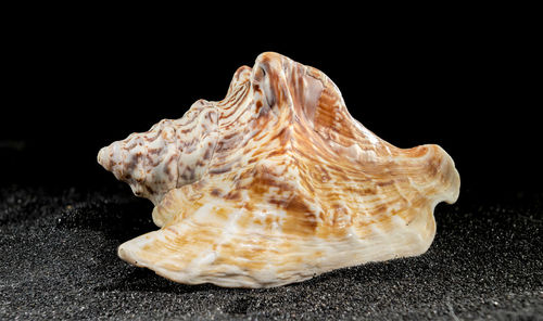 shell