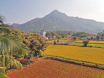 Scenic view of agricultural field against sky