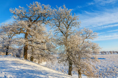 Trees on snow covered field against sky