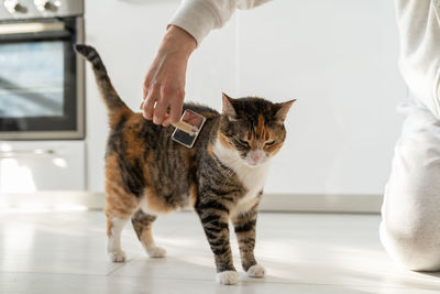 Closeup of female combing fur cat with brush on the floor. cat lovers, grooming, combing wool