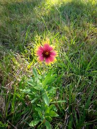Close-up of flowering plants on field
