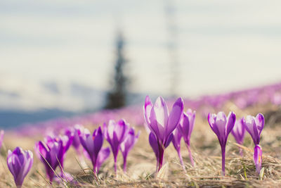 Close-up of flowers