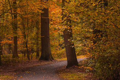 Trees in forest during autumn