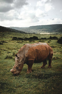 Rhino in a field