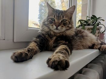 Portrait of cat relaxing at home