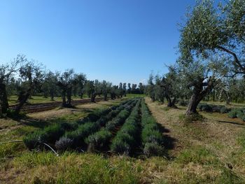 Scenic view of field against clear blue sky