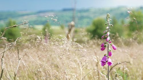 Pink foxgloves growing on field