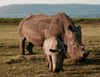 Rhinoceros and calf grazing on field